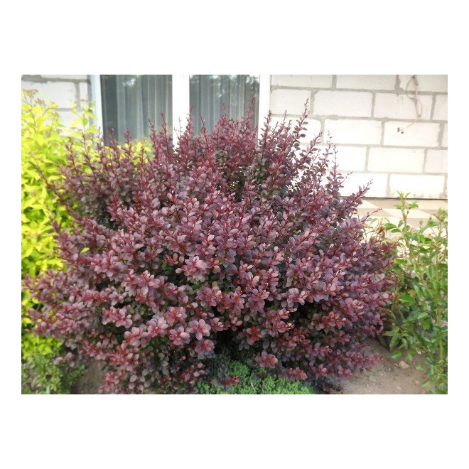 Raugerškis tumbergo  (Berberis thunbergii)  'Dart's Red Lady'