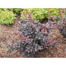 Raugerškis tumbergo  (Berberis thunbergii)  'Dart's Red Lady'