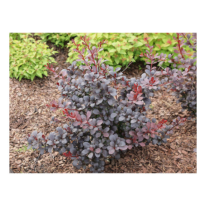 Raugerškis tumbergo  (Berberis thunbergii)  'Dart's Red Lady'
