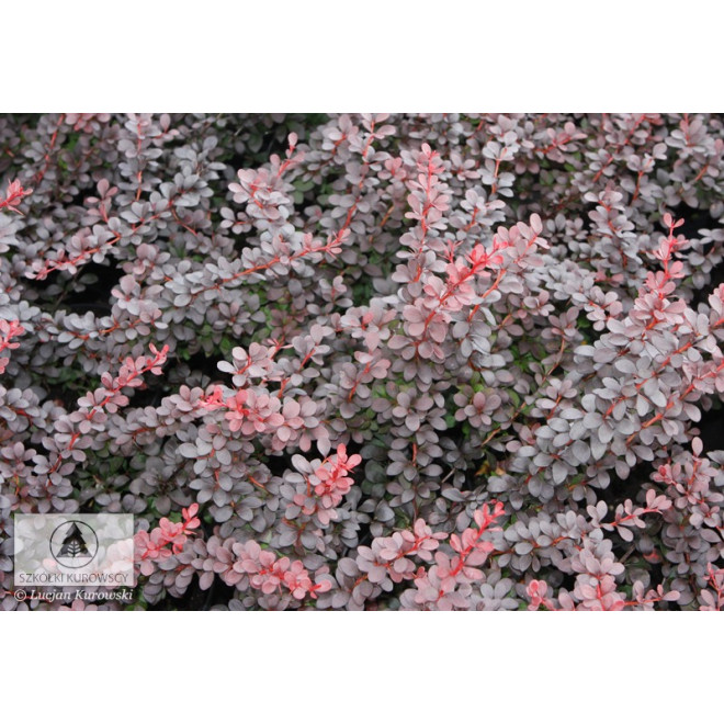 Raugerškis tumbergo  (Berberis thunbergii)  'Dart's Red Lady'