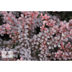 Raugerškis tumbergo  (Berberis thunbergii)  'Dart's Red Lady'