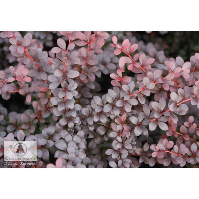 Raugerškis tumbergo  (Berberis thunbergii)  'Dart's Red Lady'