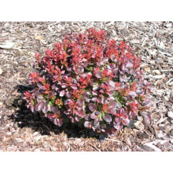 Raugerškis tumbergo  (Berberis thunbergii) 'Bagatelle'