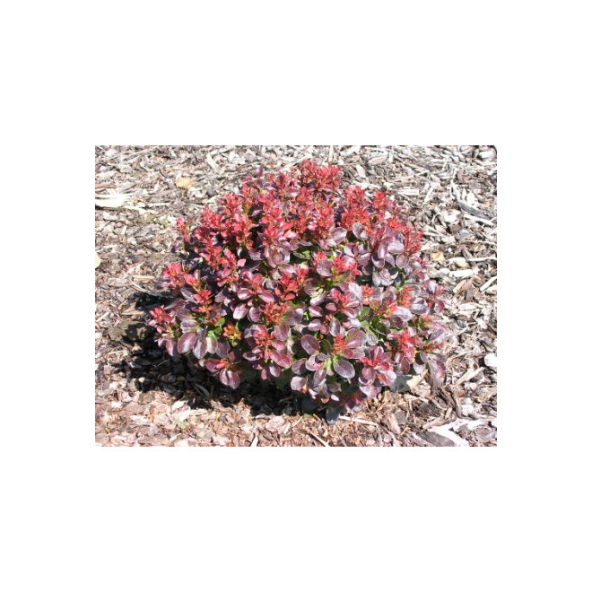 Raugerškis tumbergo  (Berberis thunbergii) 'Bagatelle'