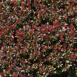 Raugerškis tumbergo  (Berberis thunbergii) 'Bagatelle'