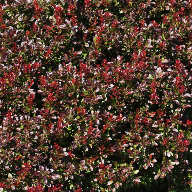 Raugerškis tumbergo  (Berberis thunbergii) 'Bagatelle'