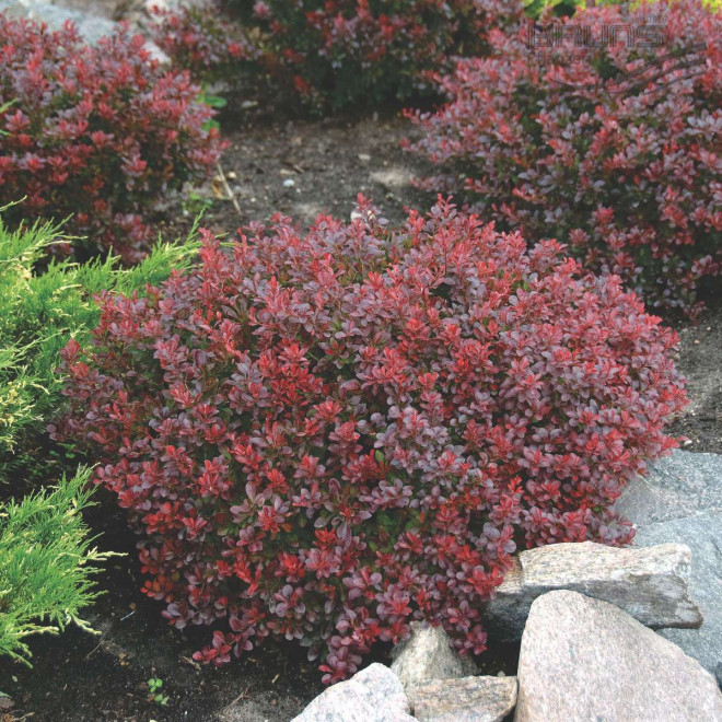 Raugerškis tumbergo  (Berberis thunbergii) 'Bagatelle'