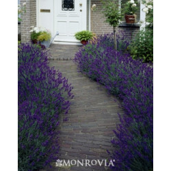 Levanda tikroji (Lavandula angustifolia) 'Hidcote'