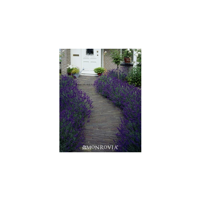 Levanda tikroji (Lavandula angustifolia) 'Hidcote'