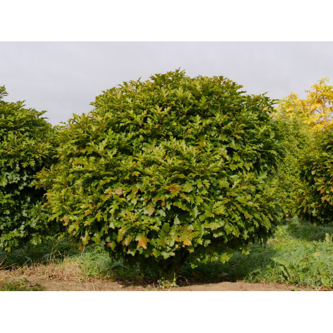 Ąžuolas pelkinis (Quercus palustris) 'Green Dwarf'