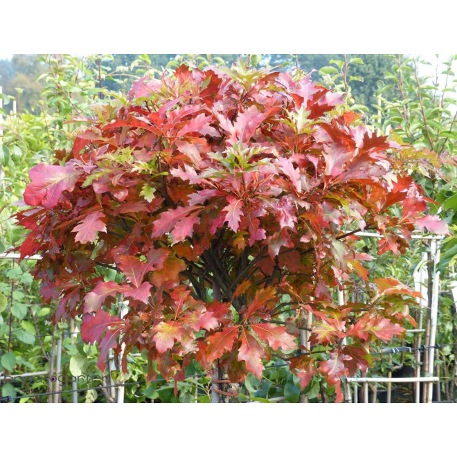 Ąžuolas pelkinis (Quercus palustris) 'Green Dwarf'