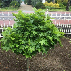 Ąžuolas pelkinis (Quercus palustris) 'Green Dwarf'