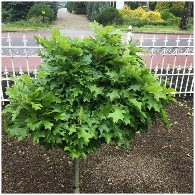 Ąžuolas pelkinis (Quercus palustris) 'Green Dwarf'