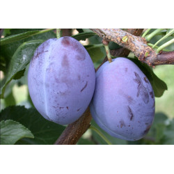 Slyva (Prunus)' 'President'
