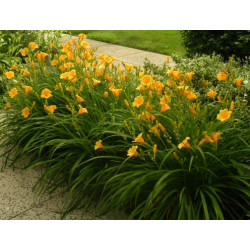 Viendienė (Hemerocallis hybrida) 'Stella d'Oro'