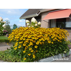 Rudbekija žėrinčioji (Rudbeckia fulgida) 'Goldsturm'