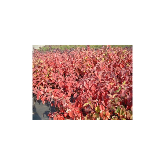 Sedula baltoji (Cornus alba) 'Sibirica'
