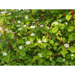 Sedula baltoji (Cornus alba) 'Sibirica'