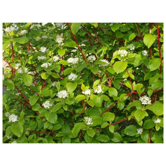 Sedula baltoji (Cornus alba) 'Sibirica'