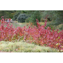 Sedula baltoji (Cornus alba) 'Sibirica'
