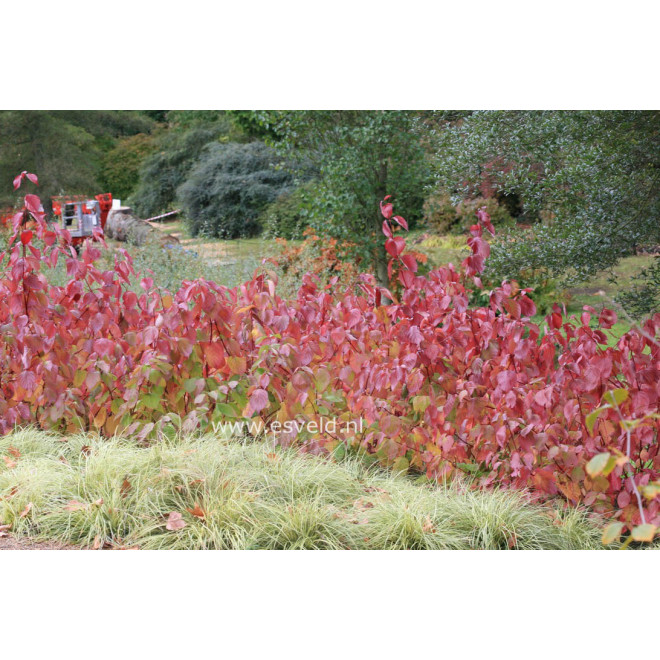 Sedula baltoji (Cornus alba) 'Sibirica'