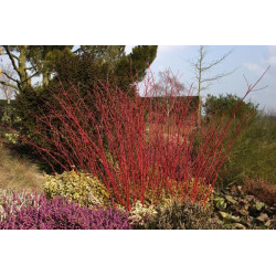 Sedula baltoji (Cornus alba) 'Sibirica'