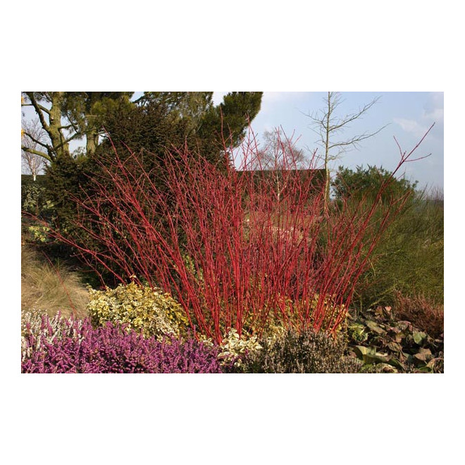 Sedula baltoji (Cornus alba) 'Sibirica'