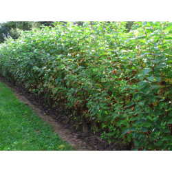 Sedula baltoji (Cornus alba) 'Sibirica'