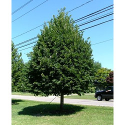 Liepa mažalapė (Tilia cordata) 'Greenspire'