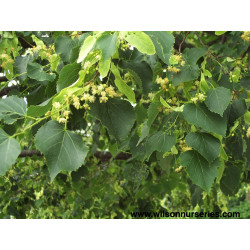 Liepa mažalapė (Tilia cordata) 'Greenspire'
