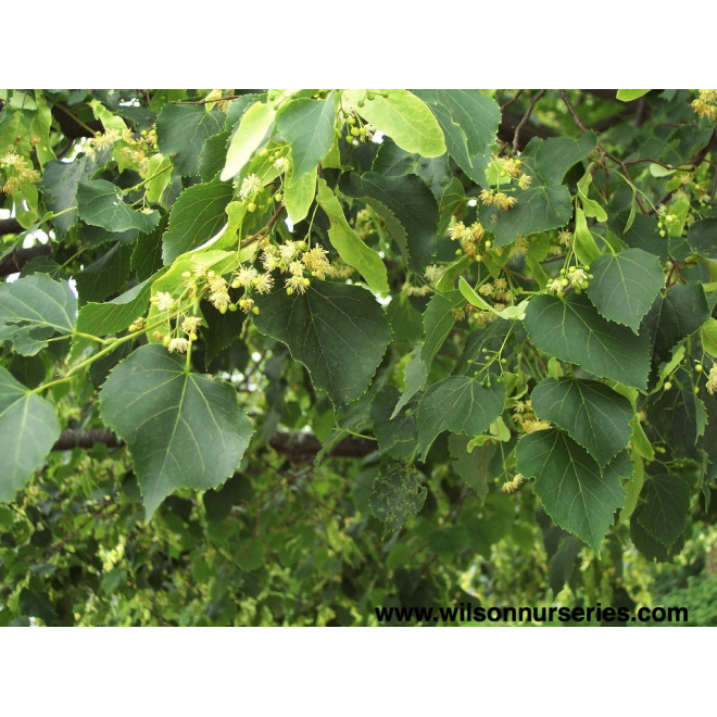 Liepa mažalapė (Tilia cordata) 'Greenspire'