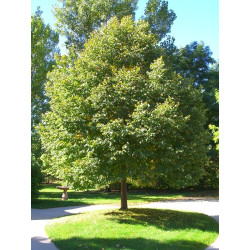 Liepa mažalapė (Tilia cordata) 'Greenspire'