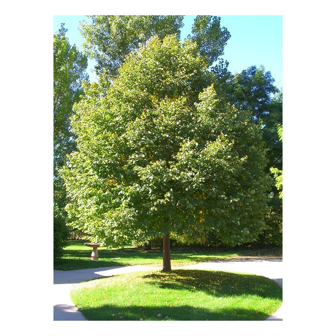 Liepa mažalapė (Tilia cordata) 'Greenspire'