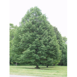 Liepa mažalapė (Tilia cordata) 'Greenspire'