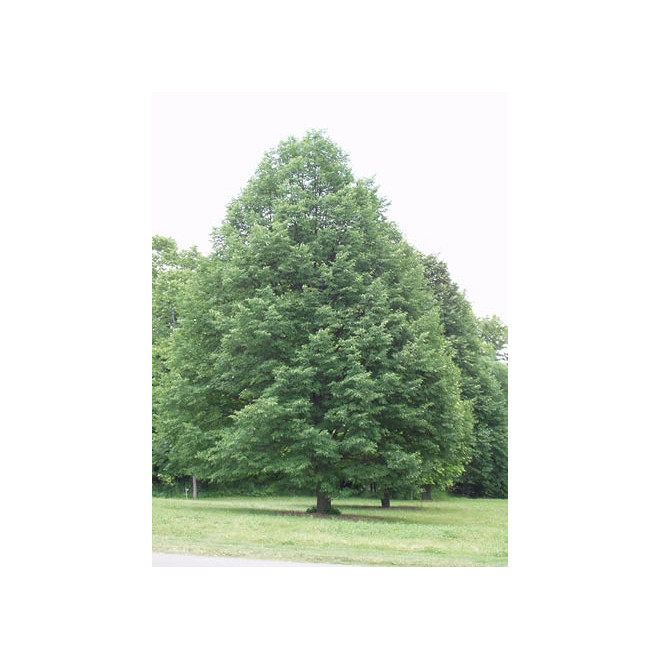 Liepa mažalapė (Tilia cordata) 'Greenspire'