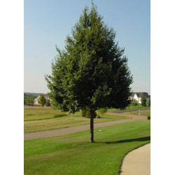 Liepa mažalapė (Tilia cordata) 'Greenspire'