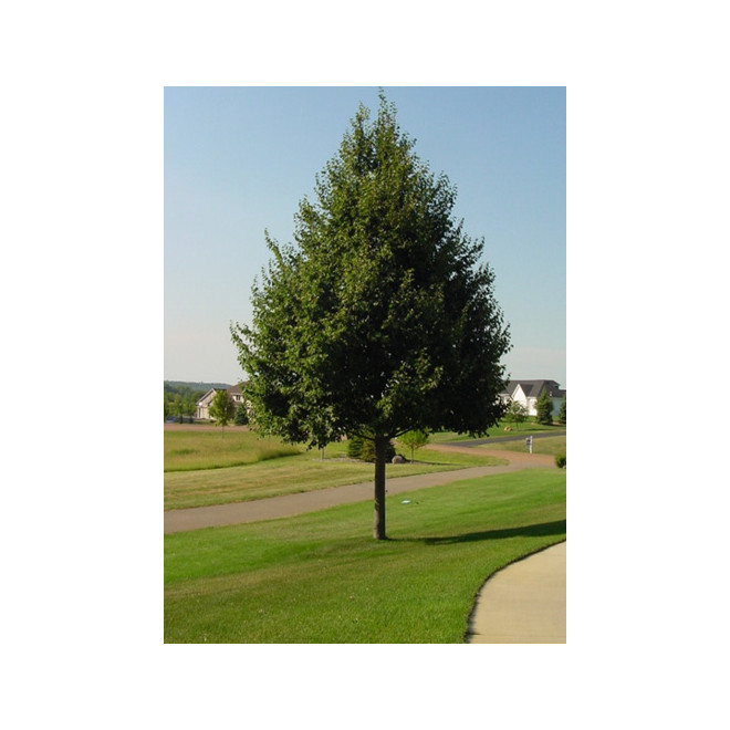Liepa mažalapė (Tilia cordata) 'Greenspire'