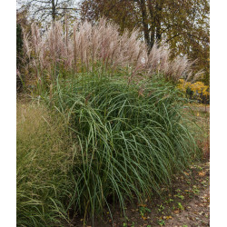 Miskantas kininis (Miscanthus sinensis) 'Abundance'