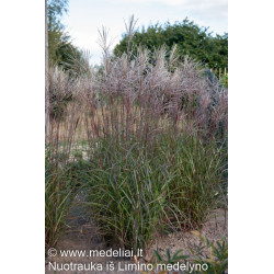 Miskantas kininis (Miscanthus sinensis) 'Dronning Ingrid'