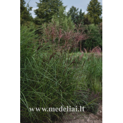 Miskantas kininis (Miscanthus sinensis) 'Dronning Ingrid'