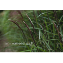 Miskantas kininis (Miscanthus sinensis) 'Dronning Ingrid'