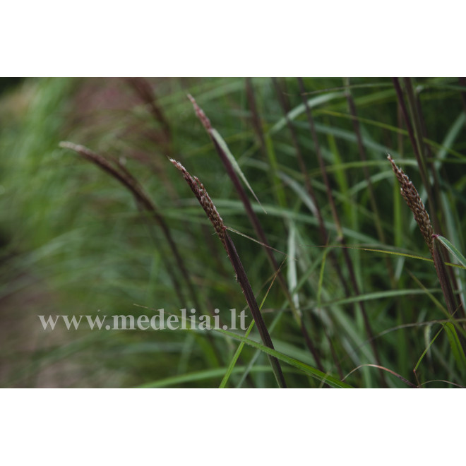 Miskantas kininis (Miscanthus sinensis) 'Dronning Ingrid'
