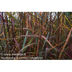 Miskantas kininis (Miscanthus sinensis) 'Dronning Ingrid'