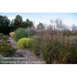 Miskantas kininis (Miscanthus sinensis) 'Dronning Ingrid'