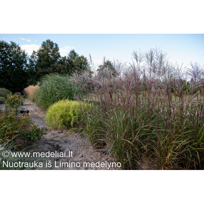 Miskantas kininis (Miscanthus sinensis) 'Dronning Ingrid'