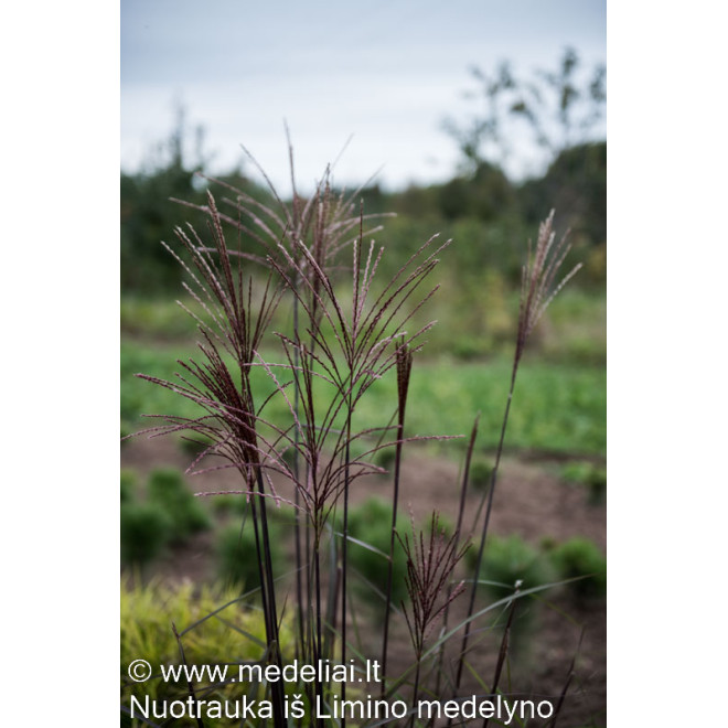 Miskantas kininis (Miscanthus sinensis) 'Dronning Ingrid'