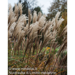 Miskantas kininis (Miscanthus sinensis) 'Dronning Ingrid'