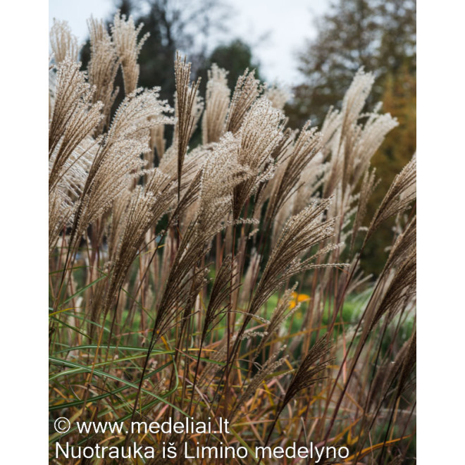 Miskantas kininis (Miscanthus sinensis) 'Dronning Ingrid'
