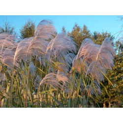 Miskantas kininis (Miscanthus sinensis) 'Memory'