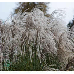 Miskantas kininis (Miscanthus sinensis) 'Huron Star'